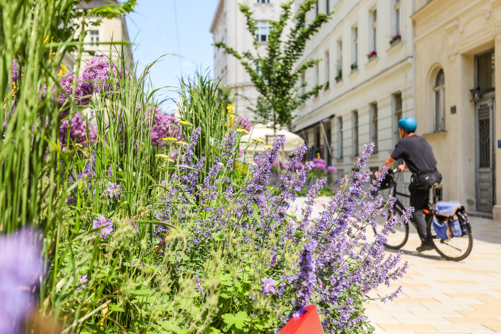 Königsegggasse Detailaufnahme begrünte Königsegggasse. Im Vordergund blühende Wiesenpflanzen, im Hintergrund ein Radfahrer.